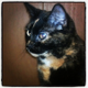 Illustration for article titled Cat Has Cancer AKA Worst April Prank EVAR